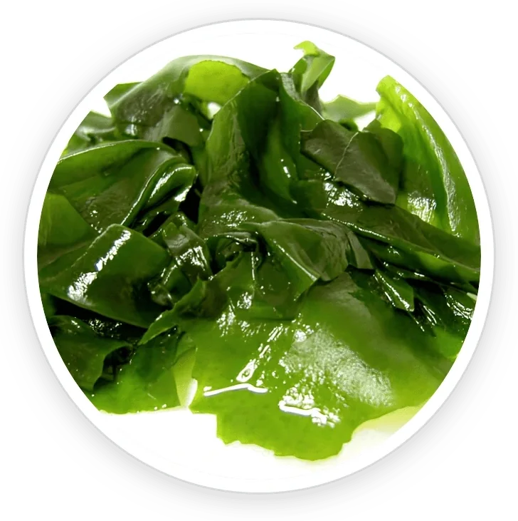 Dark green wakame seaweed in a round frame